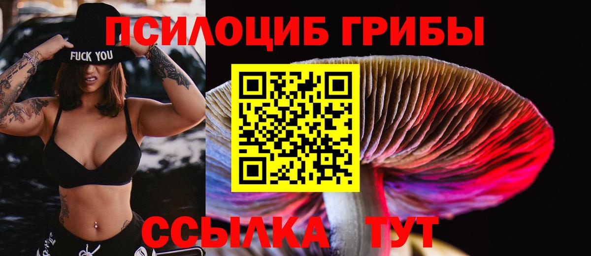 Избербаш  Галлюциногенные грибы Cubensis  Вход с VPN 